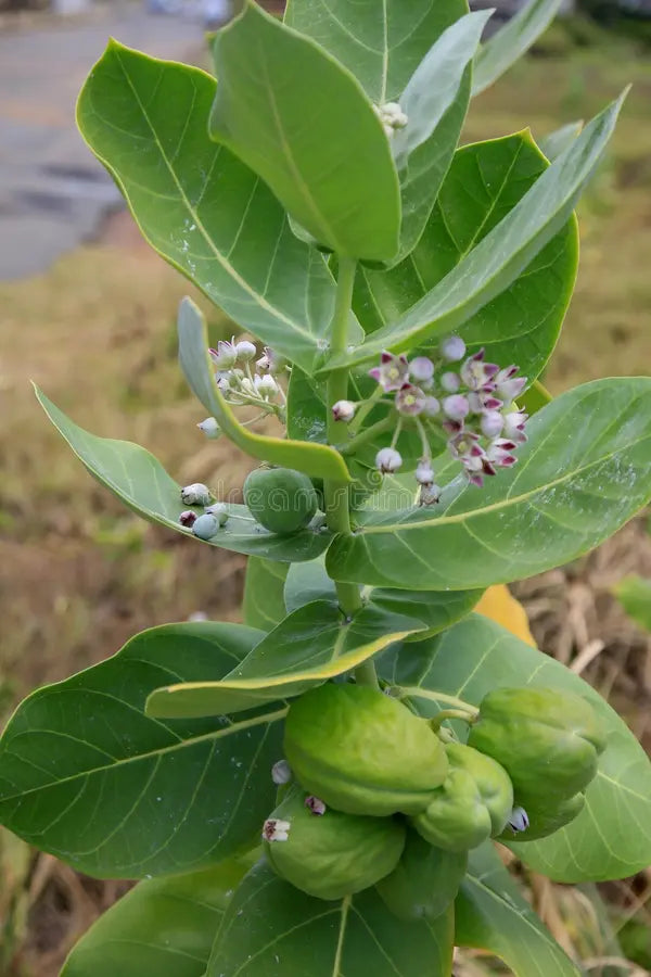 FEUILLE DE CALOTROPIS PROCERA PUISSANCE NATURELLE