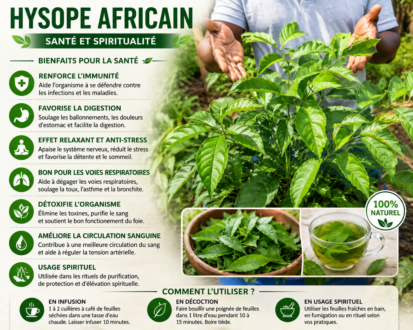 Feuille d'Hysope bain purification et déblocage