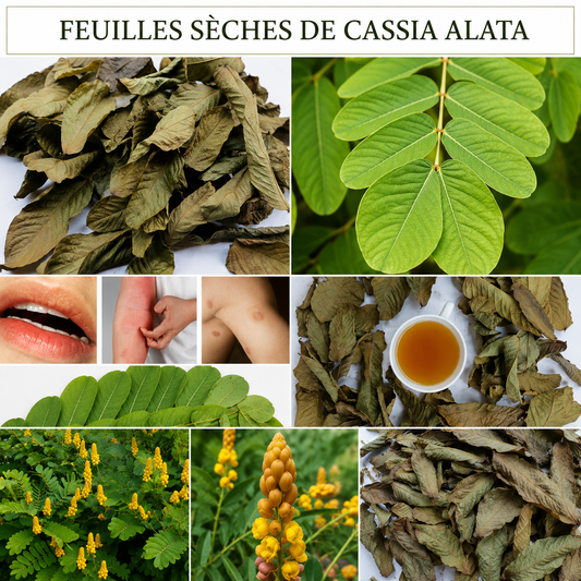 Feuilles d’Acacia Alata – Puissance naturelle & purification du corps