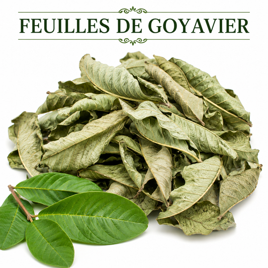 Feuille de Goyavier – Trésor Naturel aux Multiples Bienfaits pour la Santé