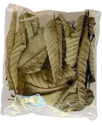 Feuille de Goyavier – Trésor Naturel aux Multiples Bienfaits pour la Santé