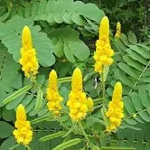 Feuilles d’Acacia Alata – Puissance naturelle & purification du corps