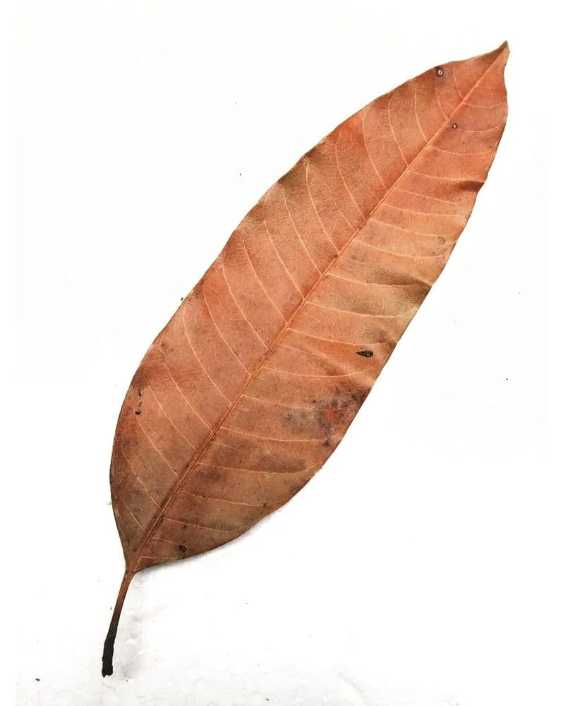 Feuille de Manguier Antioxydants et protection cellulaire