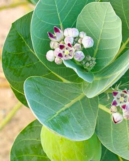FEUILLE DE CALOTROPIS PROCERA PUISSANCE NATURELLE