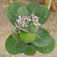 FEUILLE DE CALOTROPIS PROCERA PUISSANCE NATURELLE