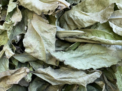 FEUILLE DE CALOTROPIS PROCERA PUISSANCE NATURELLE