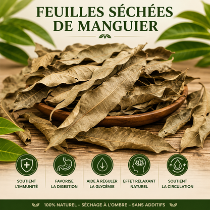 Feuille de Manguier Antioxydants et protection cellulaire
