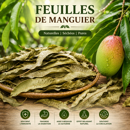 Feuille de Manguier Antioxydants et protection cellulaire