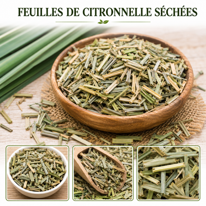Feuilles de Citronnelle – Fraîcheur, Bien-Être et Harmonie Naturelle