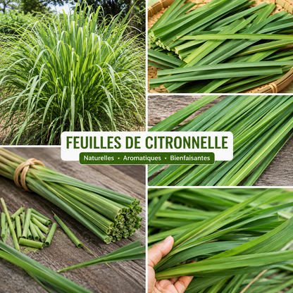 Feuilles de Citronnelle – Fraîcheur, Bien-Être et Harmonie Naturelle