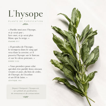 Feuille d'Hysope bain purification et déblocage