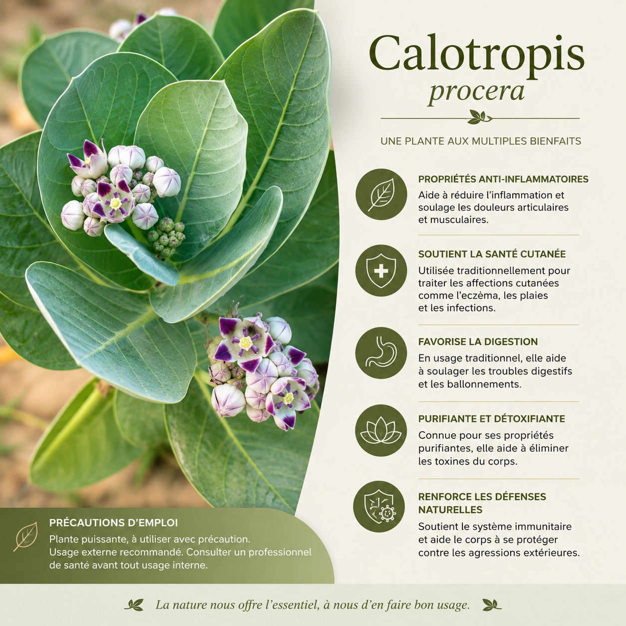 FEUILLE DE CALOTROPIS PROCERA PUISSANCE NATURELLE