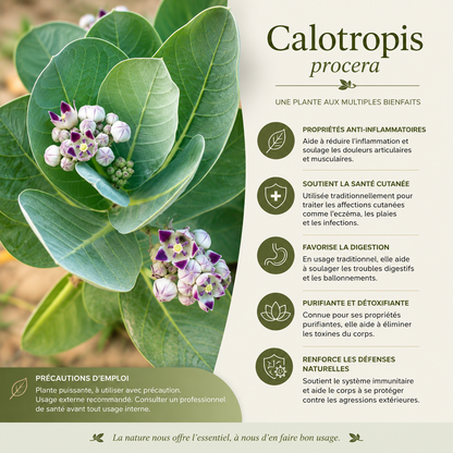 FEUILLE DE CALOTROPIS PROCERA PUISSANCE NATURELLE