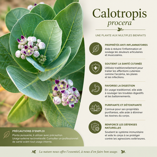 FEUILLE DE CALOTROPIS PROCERA PUISSANCE NATURELLE