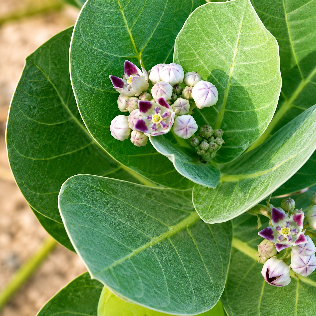FEUILLE DE CALOTROPIS PROCERA PUISSANCE NATURELLE