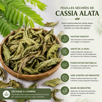 Feuilles d’Acacia Alata – Puissance naturelle & purification du corps
