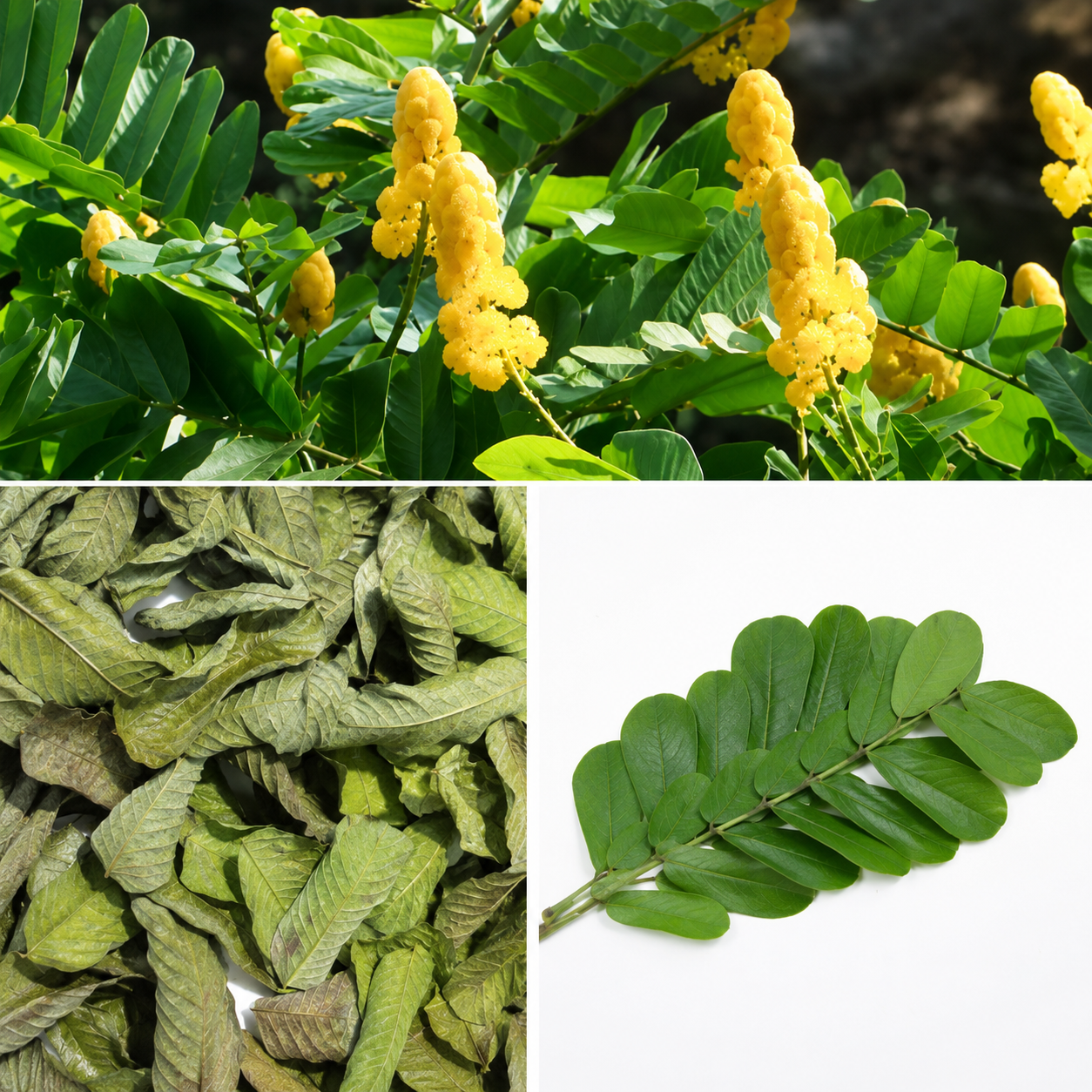 Feuilles d’Acacia Alata – Puissance naturelle & purification du corps