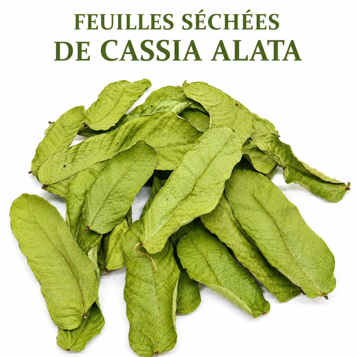 Feuilles d’Acacia Alata – Puissance naturelle & purification du corps