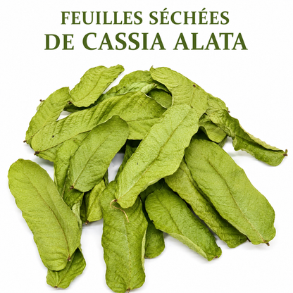Feuilles d’Acacia Alata – Puissance naturelle & purification du corps
