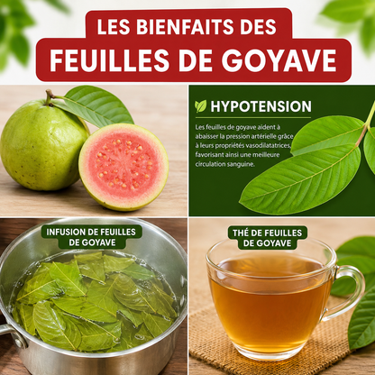 Feuille de Goyavier – Trésor Naturel aux Multiples Bienfaits pour la Santé