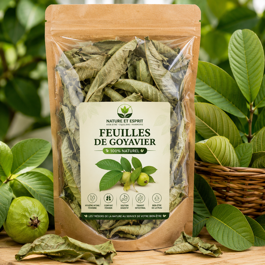 Feuille de Goyavier – Trésor Naturel aux Multiples Bienfaits pour la Santé