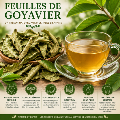 Feuille de Goyavier – Trésor Naturel aux Multiples Bienfaits pour la Santé