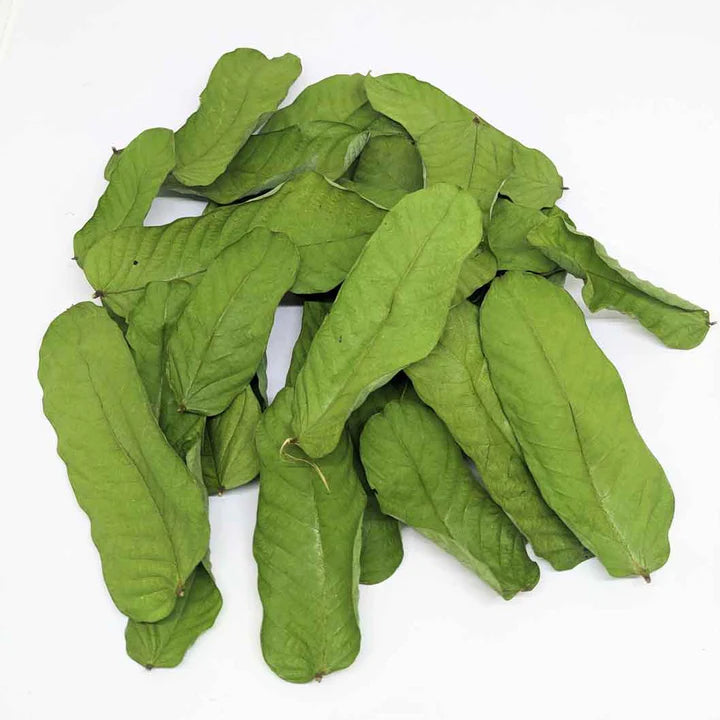 Feuilles d’Acacia Alata – Puissance naturelle & purification du corps