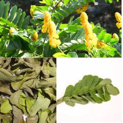 Feuilles d’Acacia Alata – Puissance naturelle & purification du corps