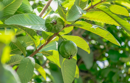 Feuille de Goyavier – Trésor Naturel aux Multiples Bienfaits pour la Santé