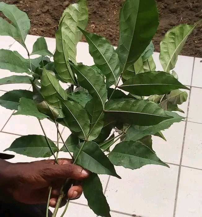 Feuille d'Hysope bain purification et déblocage