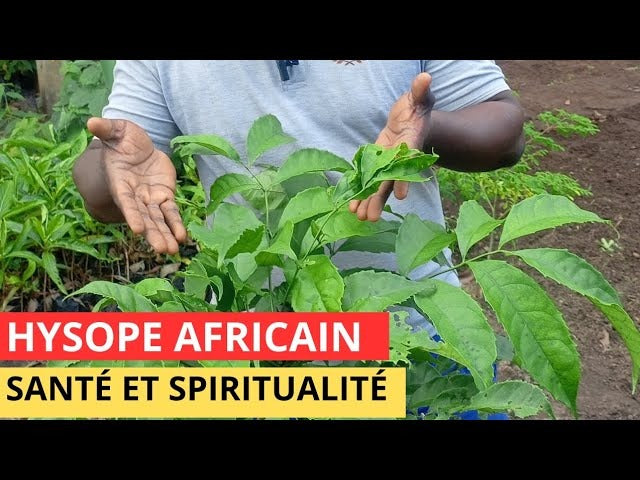 Feuille d'Hysope bain purification et déblocage