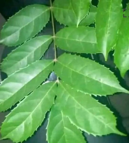 Feuille d'Hysope bain purification et déblocage