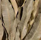 Feuille de Manguier Antioxydants et protection cellulaire