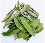 Feuille de Goyavier – Trésor Naturel aux Multiples Bienfaits pour la Santé