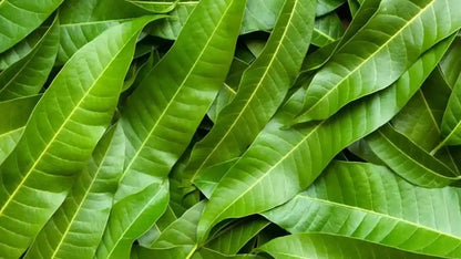 Feuille de Manguier Antioxydants et protection cellulaire