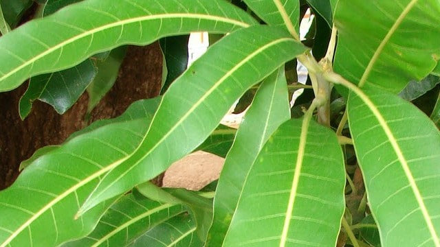 Feuille de Manguier Antioxydants et protection cellulaire