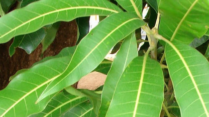 Feuille de Manguier Antioxydants et protection cellulaire