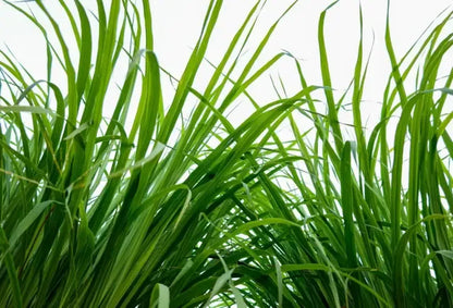 Feuilles de Citronnelle – Fraîcheur, Bien-Être et Harmonie Naturelle