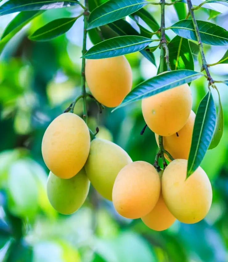 Feuille de Manguier Antioxydants et protection cellulaire