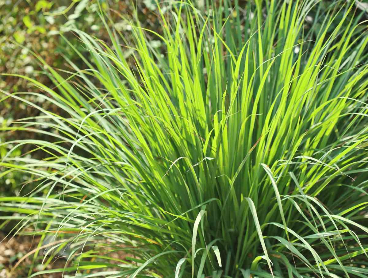 Feuilles de Citronnelle – Fraîcheur, Bien-Être et Harmonie Naturelle